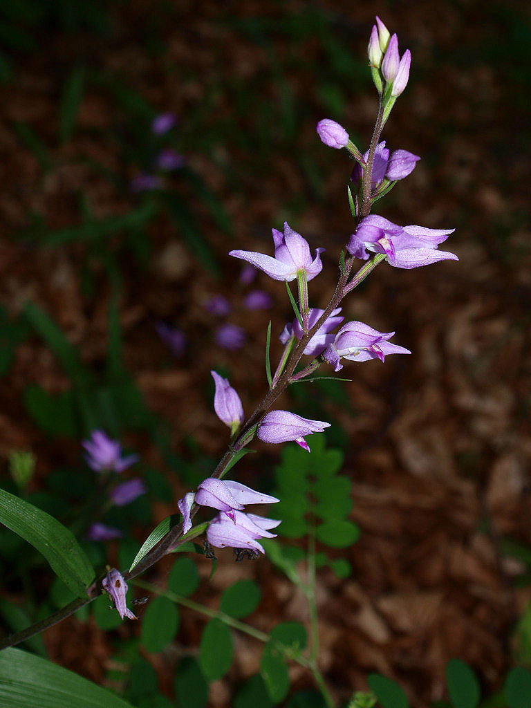 Cephalanthera rubra